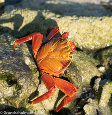 Galapagos-Tiere39.jpg